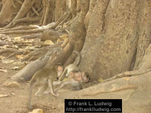 Monkey Fight, Maharashtra, Bombay, Mumbai, India